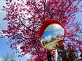 Dali University view in a convex mirror