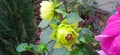 Dalia dahlia flower buds close up