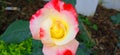 Red and yellow rose flower plant Royalty Free Stock Photo