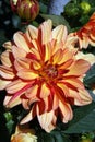 Dalia flower Royalty Free Stock Photo