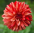 Dalia Flower Closeup Royalty Free Stock Photo