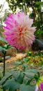 Dalia Flower daylight sweet nice Royalty Free Stock Photo