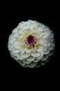 Dalia flower white on black background Royalty Free Stock Photo