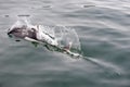 Dall porpoise in Alaska