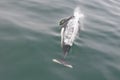 Dall Porpoise in ocean