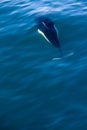 Dall Porpoise Swimming Underwater Royalty Free Stock Photo