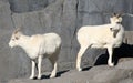 Dall's Sheep