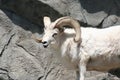 Dall's sheep (Ovis dalli dalli)