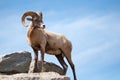 Dall sheep Royalty Free Stock Photo