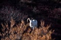 Dall Sheep