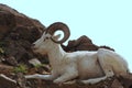 Dall Sheep