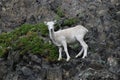 Dall Sheep Royalty Free Stock Photo