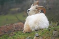 Dall sheep