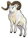 Dall sheep Royalty Free Stock Photo