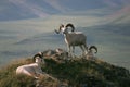 Dall Sheep in Alaska Royalty Free Stock Photo