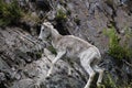 Dall sheep Alaska Royalty Free Stock Photo