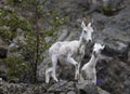 Dall sheep Alaska Royalty Free Stock Photo