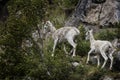 Dall sheep Alaska Royalty Free Stock Photo