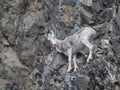 Dall sheep Alaska Royalty Free Stock Photo