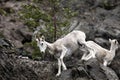 Dall sheep Alaska Royalty Free Stock Photo