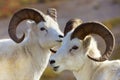 Dall sheep alaska Royalty Free Stock Photo