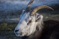 Thinhorn Sheep Adolescent Close Up stock photo