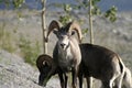 Dall Sheep Bull