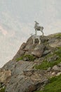 Dall Sheep On Cliffs in Alaska