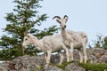 Dall Sheep Closeup On Cliffs in Alaska Royalty Free Stock Photo