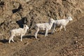 Dall Sheep Ewes in Alaska