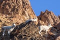 Dall Sheep Ewes