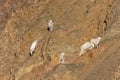 Herd of Dall Sheep Ewes in Autumn in Alaska