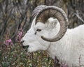 Dall Sheep feeding Royalty Free Stock Photo