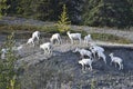 Dall sheep Royalty Free Stock Photo