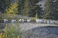 Dall sheep