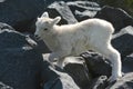 Dall Sheep Lamb Climbing Among Rocks Royalty Free Stock Photo