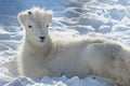 Dall Sheep Lamb Resting In Snow Bed Royalty Free Stock Photo