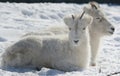 Dall Sheep Laying Down On Snow Covered Ground Royalty Free Stock Photo