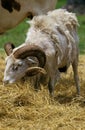 Dall Sheep, ovis dalli, Ram eating Royalty Free Stock Photo