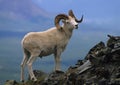 Dall Sheep Ram