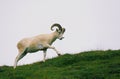 Dall Sheep Ram Royalty Free Stock Photo