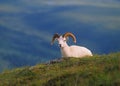 Dall Sheep Ram Royalty Free Stock Photo