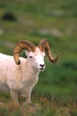 Dall Sheep Ram Royalty Free Stock Photo