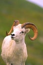 Dall Sheep Ram Royalty Free Stock Photo