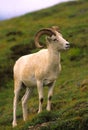 Dall Sheep Ram Royalty Free Stock Photo