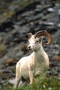 Dall Sheep Ram Royalty Free Stock Photo