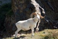 Dall sheep ram. Alaska. Royalty Free Stock Photo