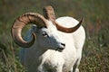 Dall sheep ram. Alaska. Royalty Free Stock Photo