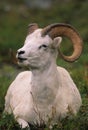 Dall Sheep Ram Bedded Royalty Free Stock Photo