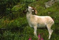 Dall Sheep Ram Eating Royalty Free Stock Photo